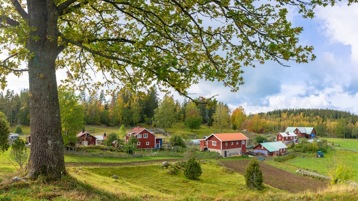 houses on grass field near forest